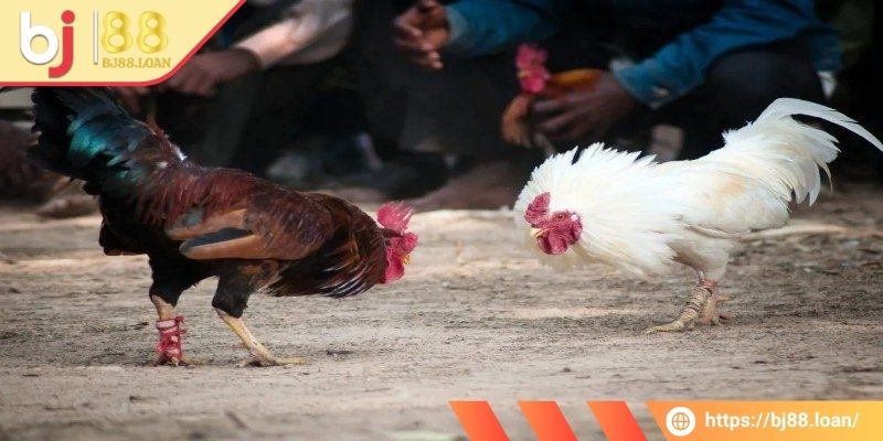 Tìm hiểu kèo cược tổng số vòng đấu đá gà