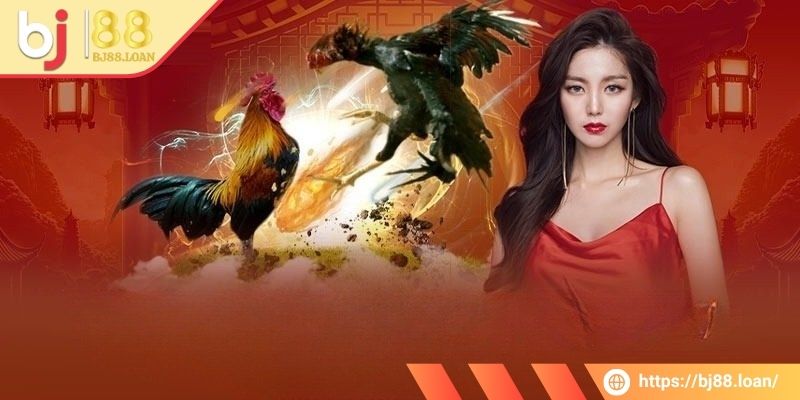 Những thông tin chính về đá gà 4k BJ88