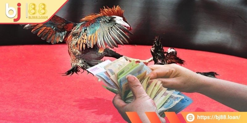 Bet thủ cần tự tin khi tham gia cá cược chọi gà