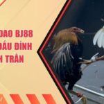 Đá Gà Cựa Dao Bj88 - Một Trận Đấu Đỉnh Nóc, Kịch Trần