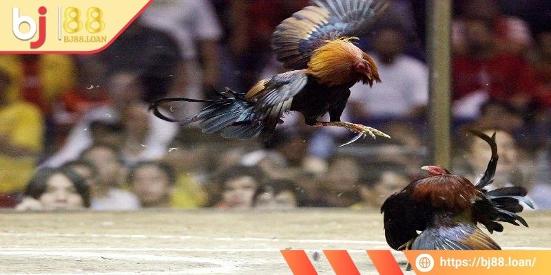 Hiểu rõ về luật của hình thức chọi gà cựa dao