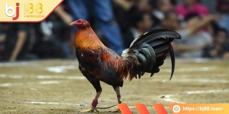 Bet thủ tham khảo lịch sử chiến đấu khi cược đá gà