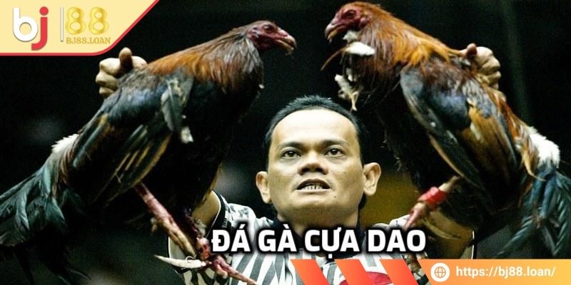 Tìm hiểu thông tin liên quan đến đá gà cựa dao BJ88
