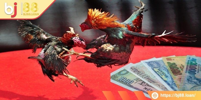 Bet thủ quản lý tài chính tốt khi cá cược