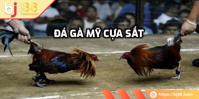 Những thể loại đá gà cựa sắt BJ88 phổ biến