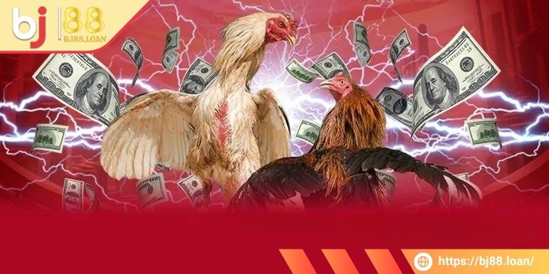 Xuống tiền cược kết quả đá gà sẽ hoà