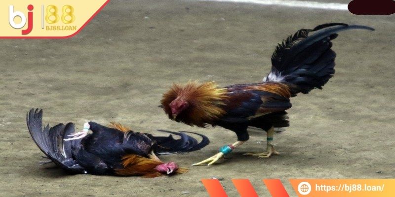 Chi tiết về cách tính thắng thua chọi gà