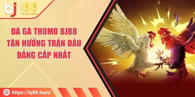 Đá Gà Thomo BJ88 - Tận Hưởng Trận Đấu Đẳng Cấp Nhất