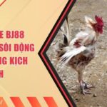 Đá Gà Tre BJ88 - Không Khí Sôi Động Và Vô Cùng Kịch Tính