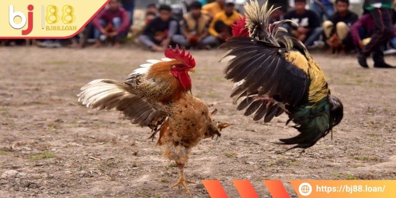 Cá cược đá gà cho cửa BDD