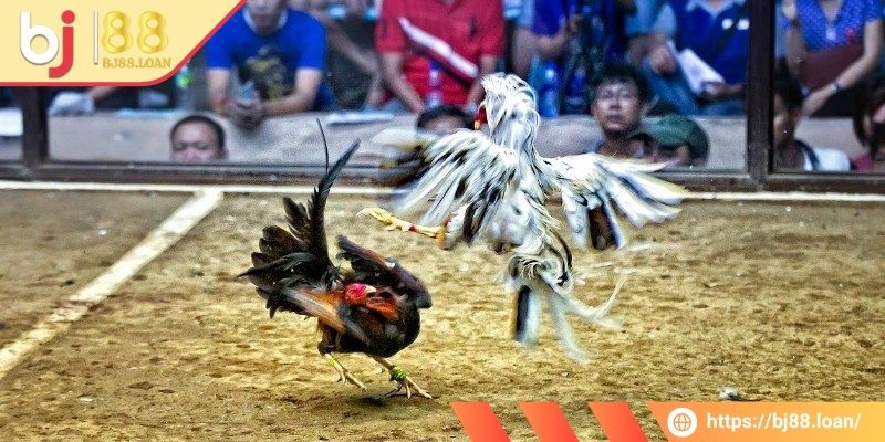 Hiểu rõ về cửa cược đá gà tre BJ88 Meron