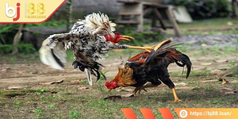 Tìm hiểu các thông tin về trận đấu đá gà tre