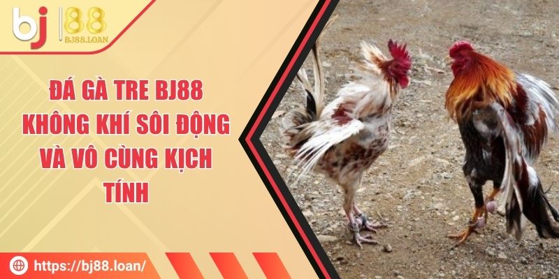 Đá Gà Tre BJ88 - Không Khí Sôi Động Và Vô Cùng Kịch Tính
