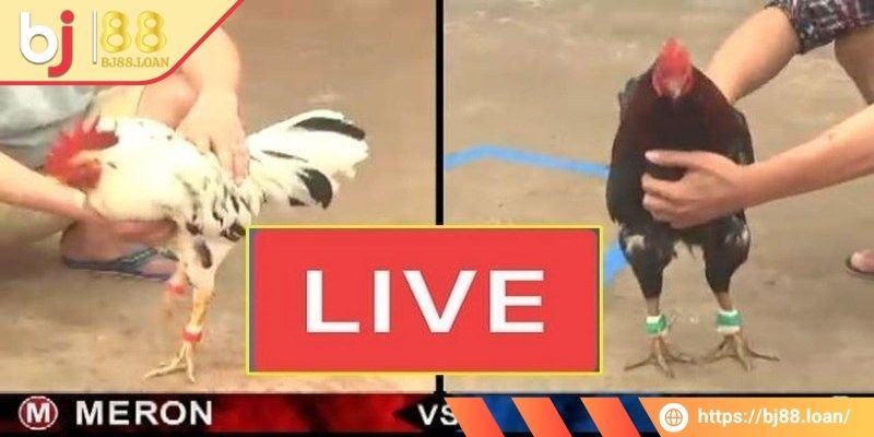 Đá gà trực tiếp có bình luận viên đồng hành