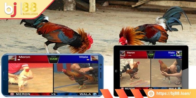 Tổng hợp thông tin liên quan đến đá gà trực tiếp